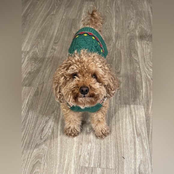 New! Gingerbread Dog Sweater - Picture 4 of 4